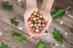 Blossombs Seed Bombs - Mini Geschenkset 