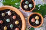 Blossombs Seed Bombs - Mini Geschenkset - Party (4 stuks) - Geef een bloem op een andere manier