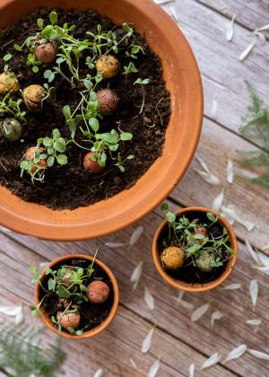 Zaadbommen - Medium Geschenkset - Als een sprookje (9 stuks)