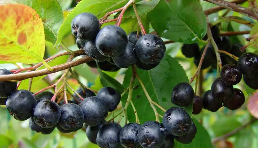 Wanneer kan aronia ongewenste effecten op de gezondheid veroorzaken?