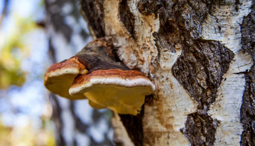 Chaga biedt natuurlijke bescherming tegen stress en veroudering