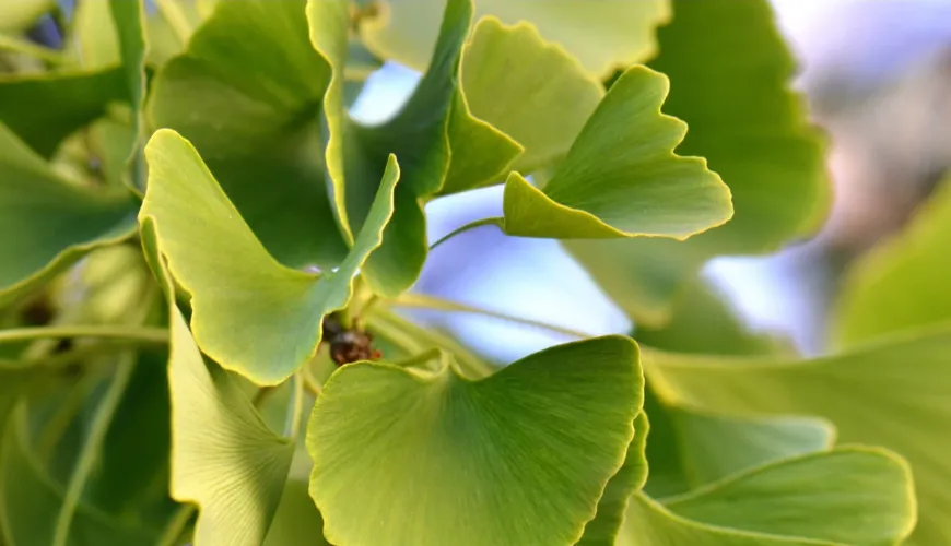 Ginkgo biloba - effectieve hulp bij hoge bloeddruk