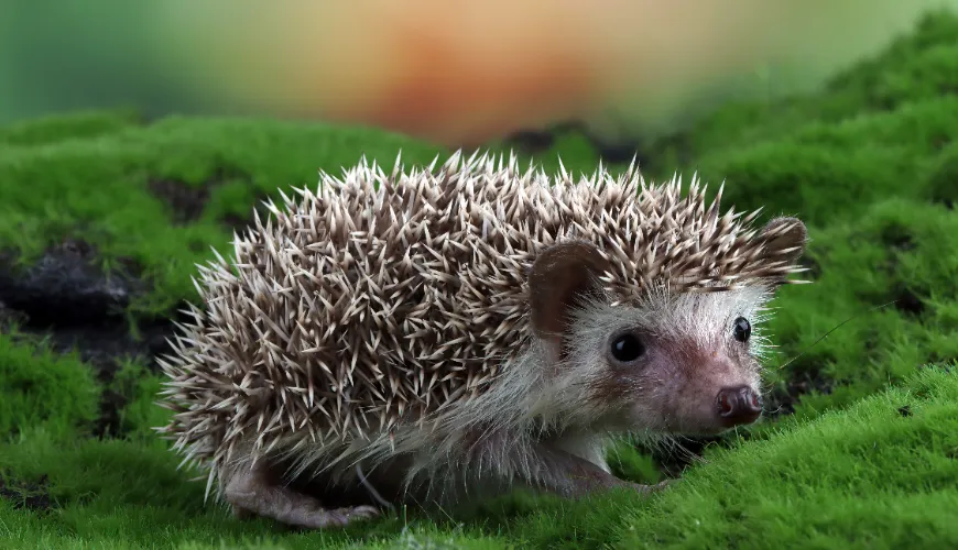 Help egels in de tuin met het kiezen van het juiste voedsel