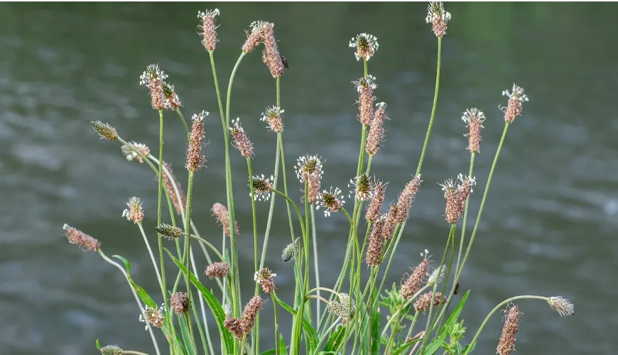 Ontdek de effecten van weegbree voor de gezondheid van uw hele gezin