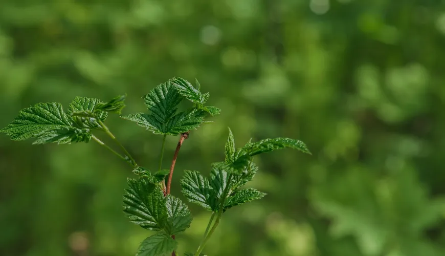 Hoe brandnetel natuurlijke gezondheid en schoonheid brengt