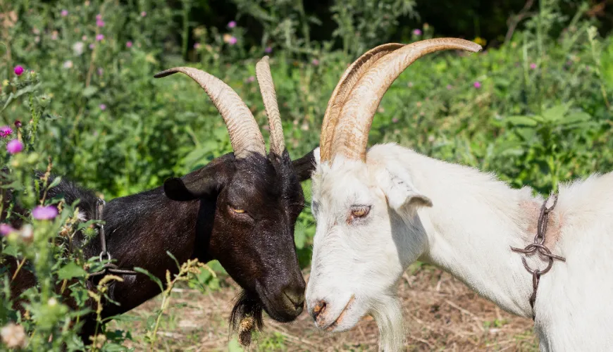 Geiten colostrum is de sleutel tot een sterk immuunsysteem en vitaliteit.