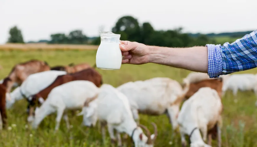 Hoe colostrum de gezondheid versterkt en het immuunsysteem verbetert