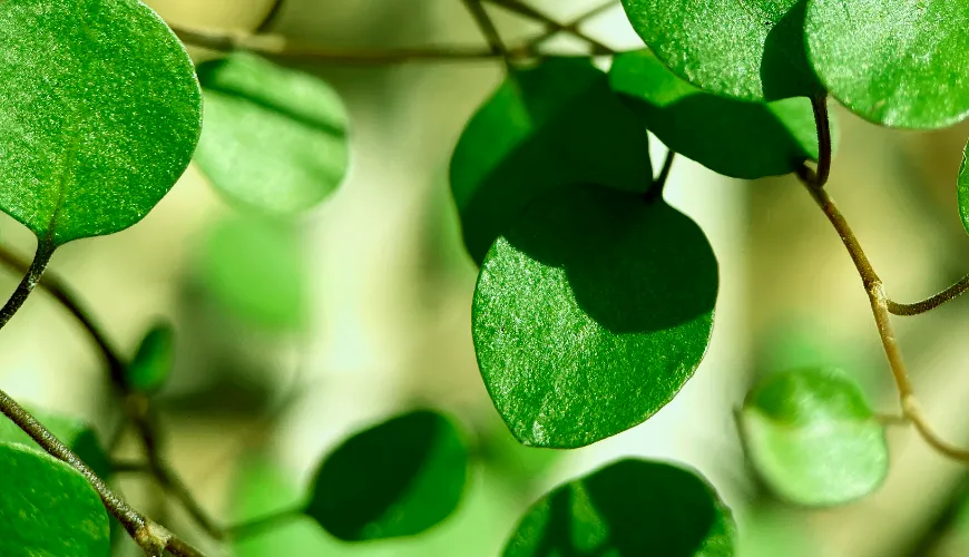 Waarom je moringa in je dieet zou moeten opnemen