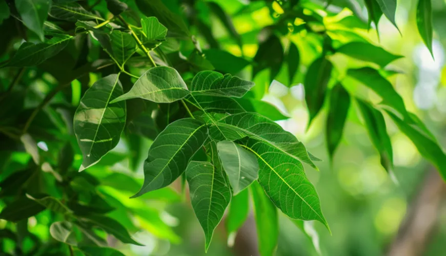 Het geheim van neem in de traditionele geneeskunde en de moderne wereld