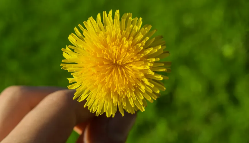 Paardebloemthee en de heilzame effecten op het lichaam