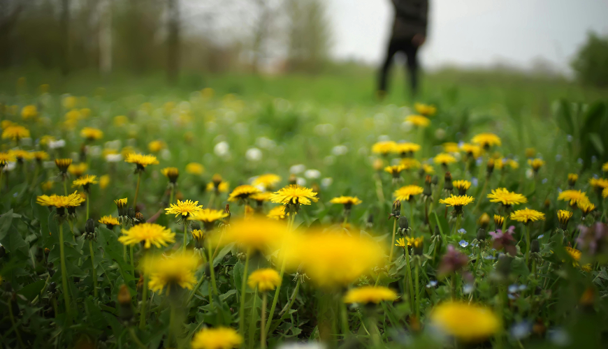 Paardenbloemwijn