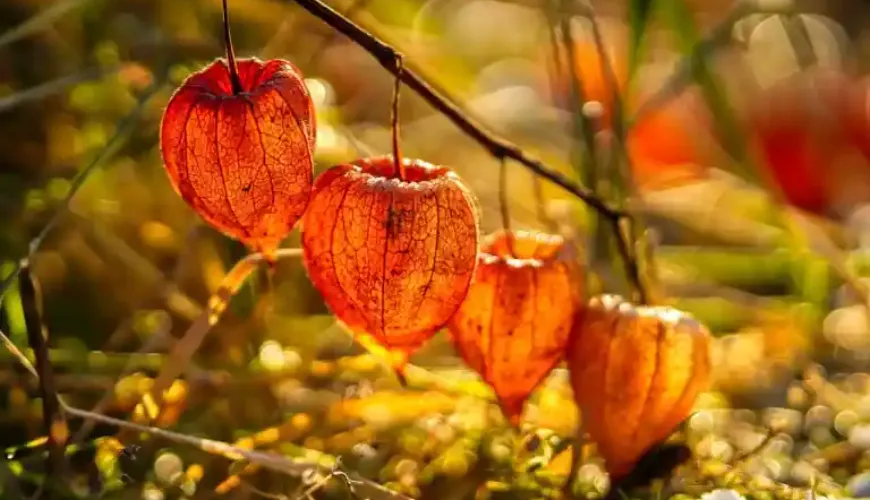 Physalis is een vrucht die verrast met zowel smaak als effecten