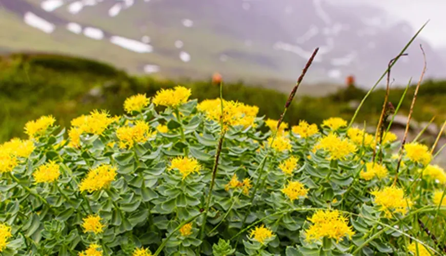 De effecten van rhodiola verhogen zowel de mentale prestaties als de concentratie.