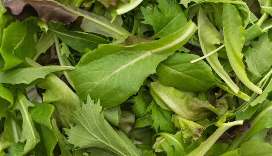 Rucola als superfood voor uw gezonde leven