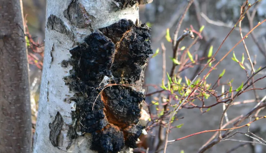 Siberische chaga en de effecten ervan op uw gezondheid en vitaliteit