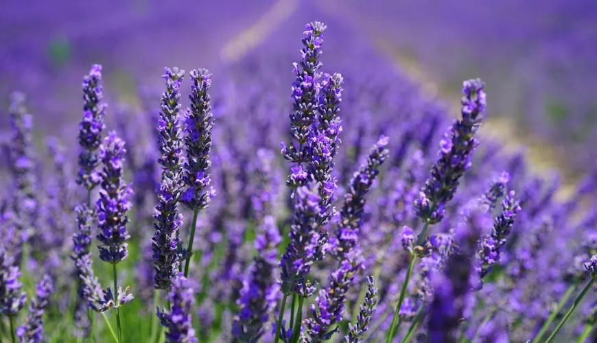 Hoe lavendel te drogen voor het hele jaar