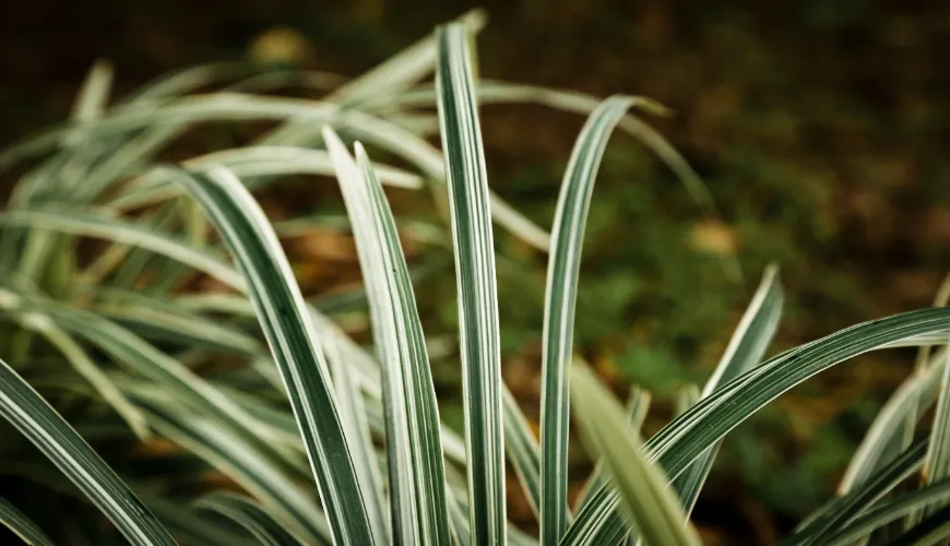 Wat is vetiver en hoe wordt de essentiële olie ervan verkregen?