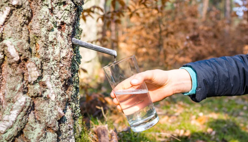 Berkensap - een natuurlijke elixer vol gezondheid en vitaliteit