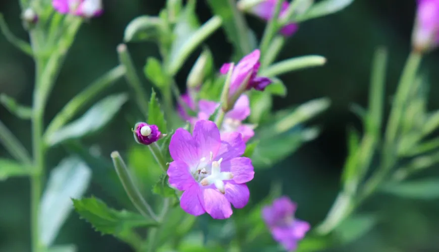 Ondersteun uw gezondheid met wilgenroosje met kleine bloemen