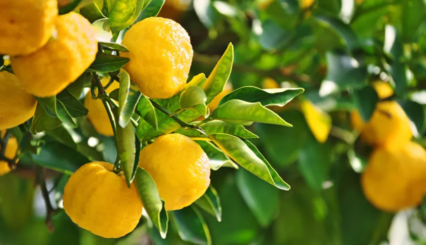 De natuurlijke wonderen van yuzu en zijn gezondheidsvoordelen