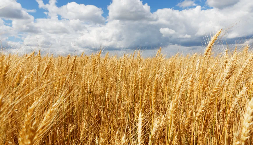 Gezondheidsvoordelen van rogge en de gluteninhoud ervan